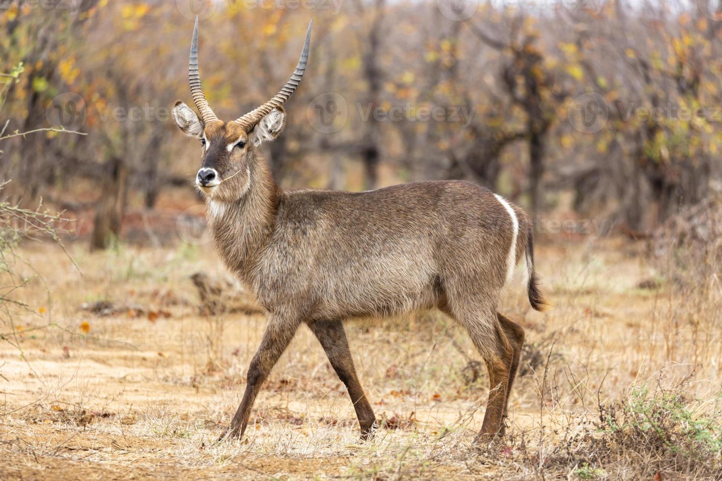 ampla masculino waterbuck anda em orgulhosamente foto