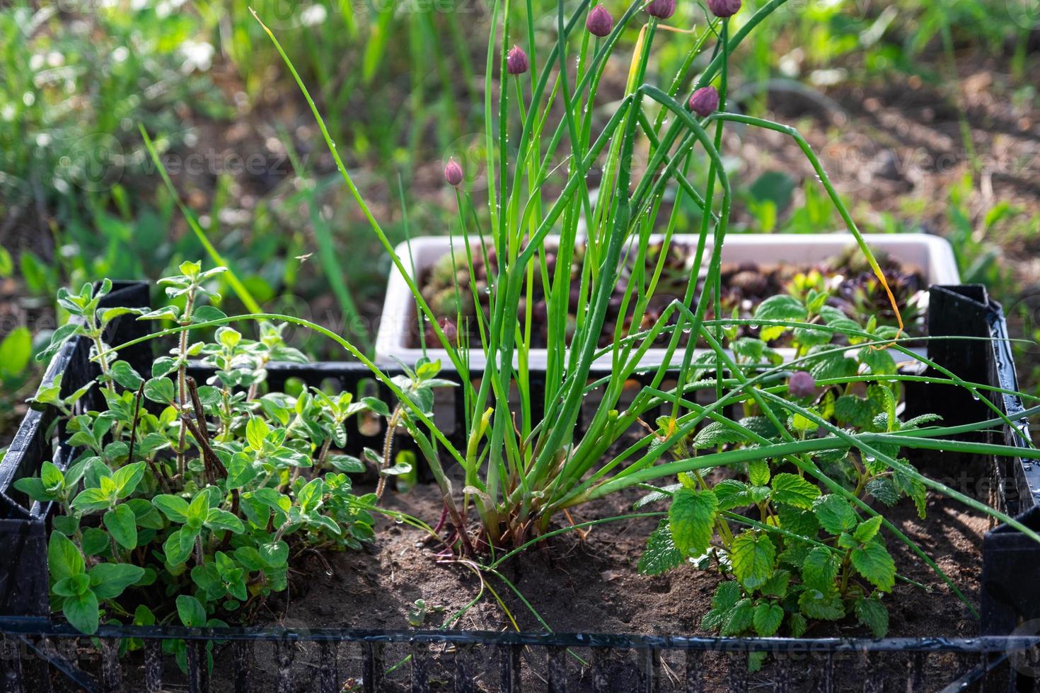 cultivo do ecológico ervas dentro a jardim cebola, hortelã, Tomilho foto