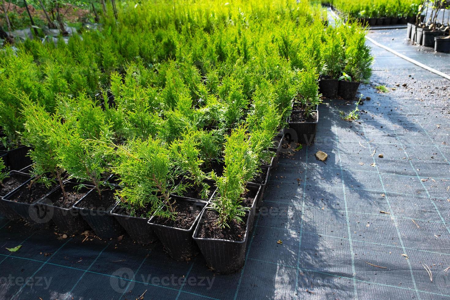 berçário do conífero plantas dentro panelas com uma fechadas raiz para plantio em seu jardim trama. foto