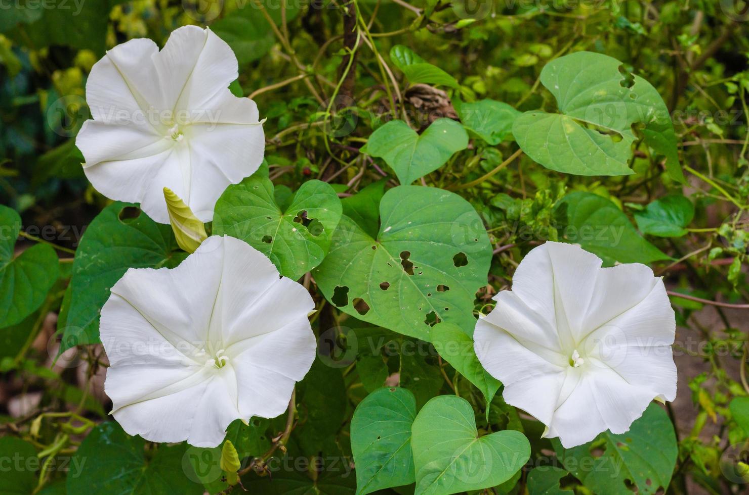 Flor da Lua ou botânico nome é ipomoea alba florescendo dentro natural jardim foto