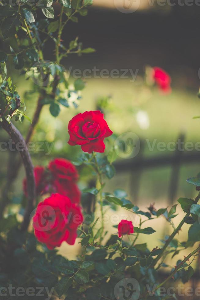 vermelho escalada rosas em cerca florescendo dentro jardim foto