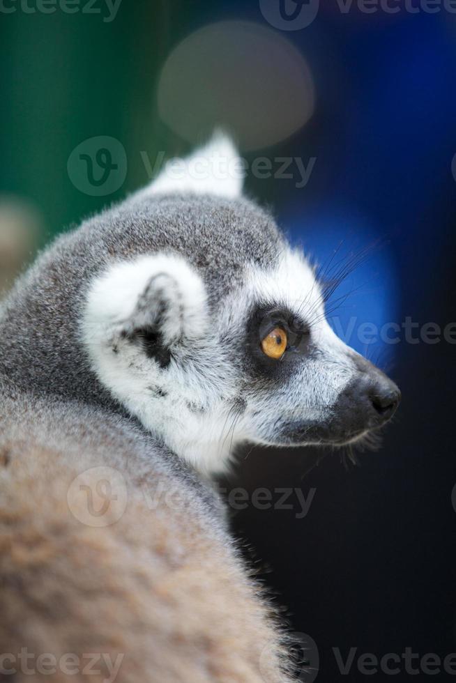 retrato de um lêmure de cauda anelada foto