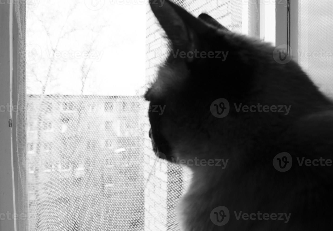 birmanês gato sentado às casa e olhando às janela. foto