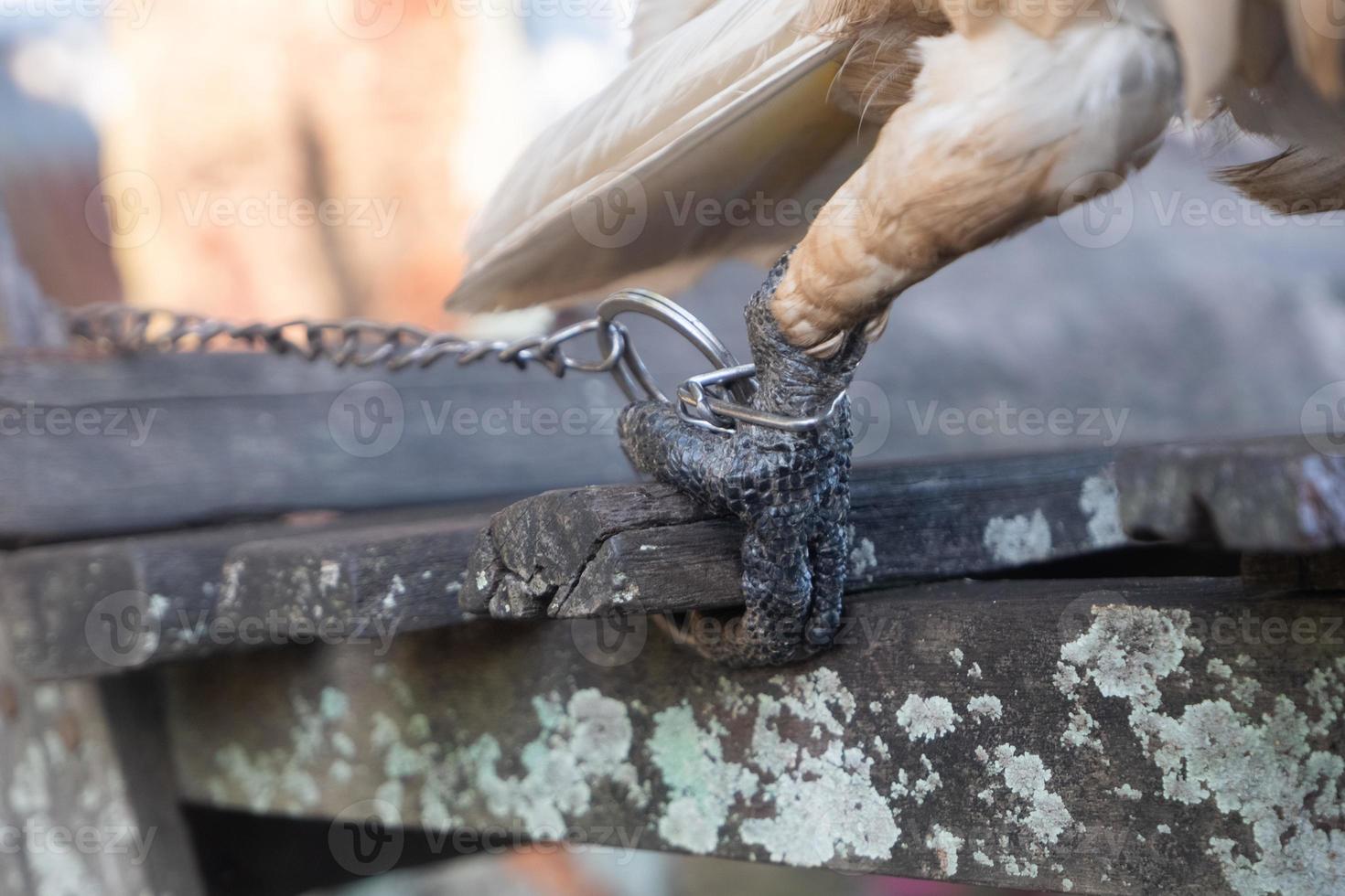 seletivo foco para a pássaro perna amarrado com ferro corrente. suave foco. conceito foto sobre a proteção do ameaçadas de extinção espécies