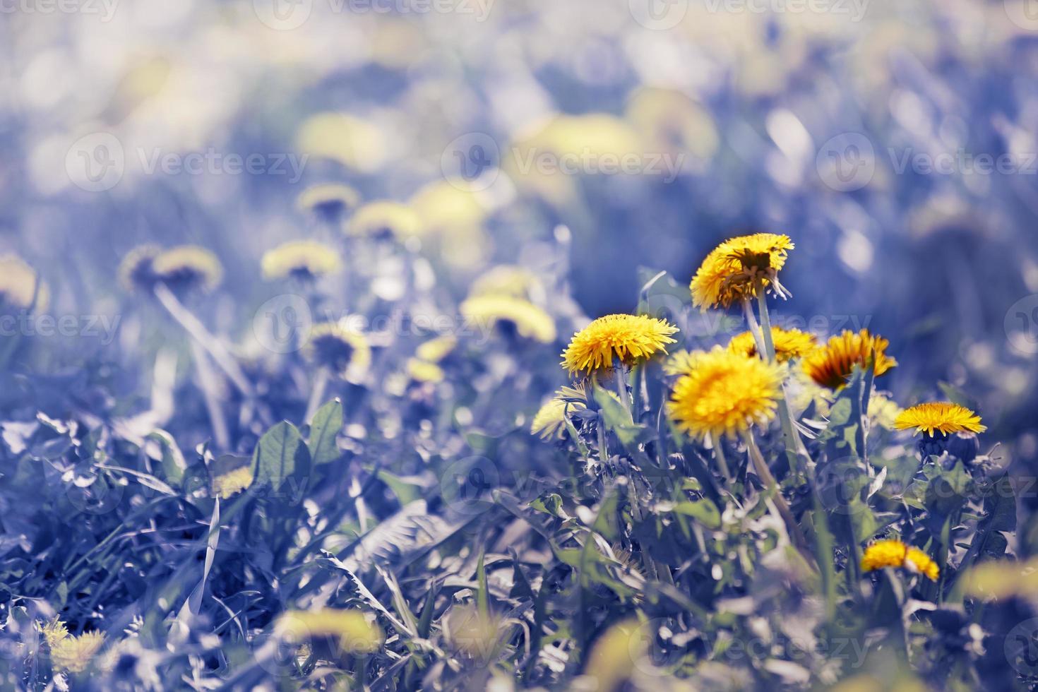 azul fada Prado com amarelo dente-de-leão. foto