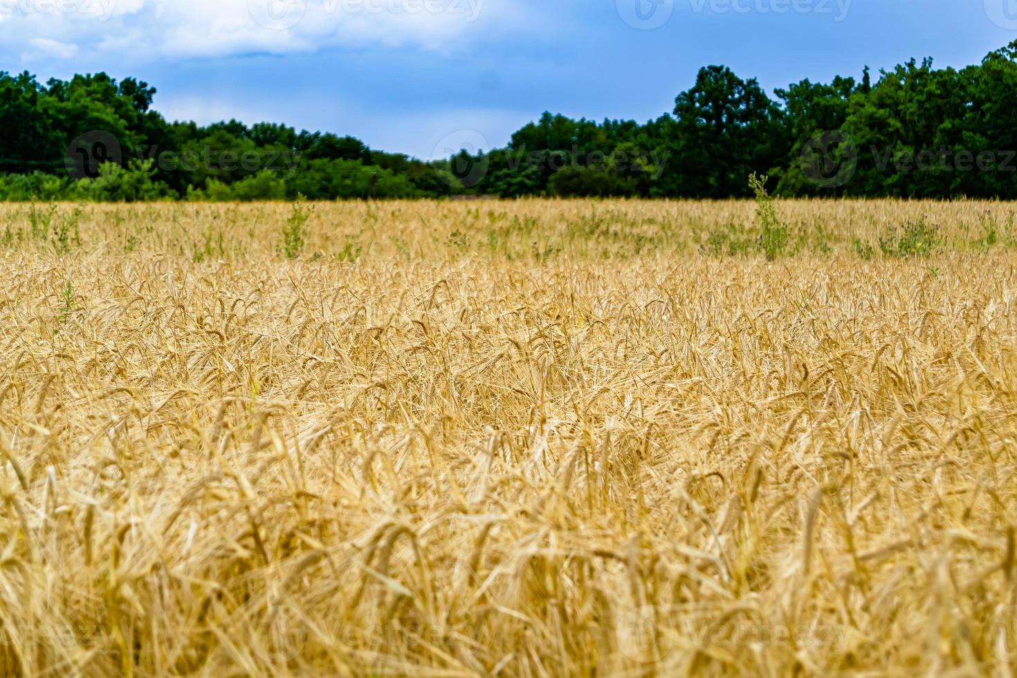 fotografia sobre campo de fazenda de trigo grande tema para colheita orgânica foto