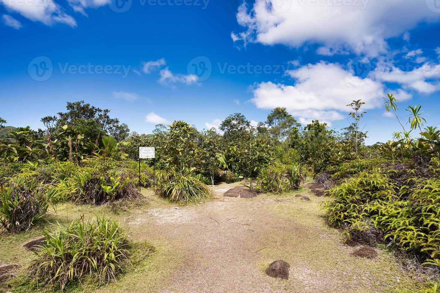 chá taberna andar, restauração área, samambaias mahe seychelles foto