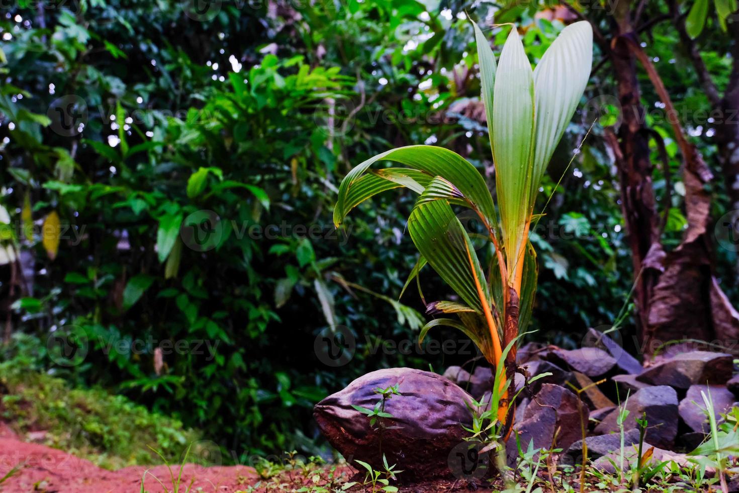 a milagre do vida uma lindo jovem coco árvore foto