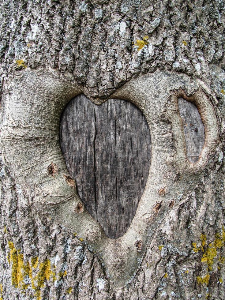coração esculpido para dentro a latido do uma árvore foto
