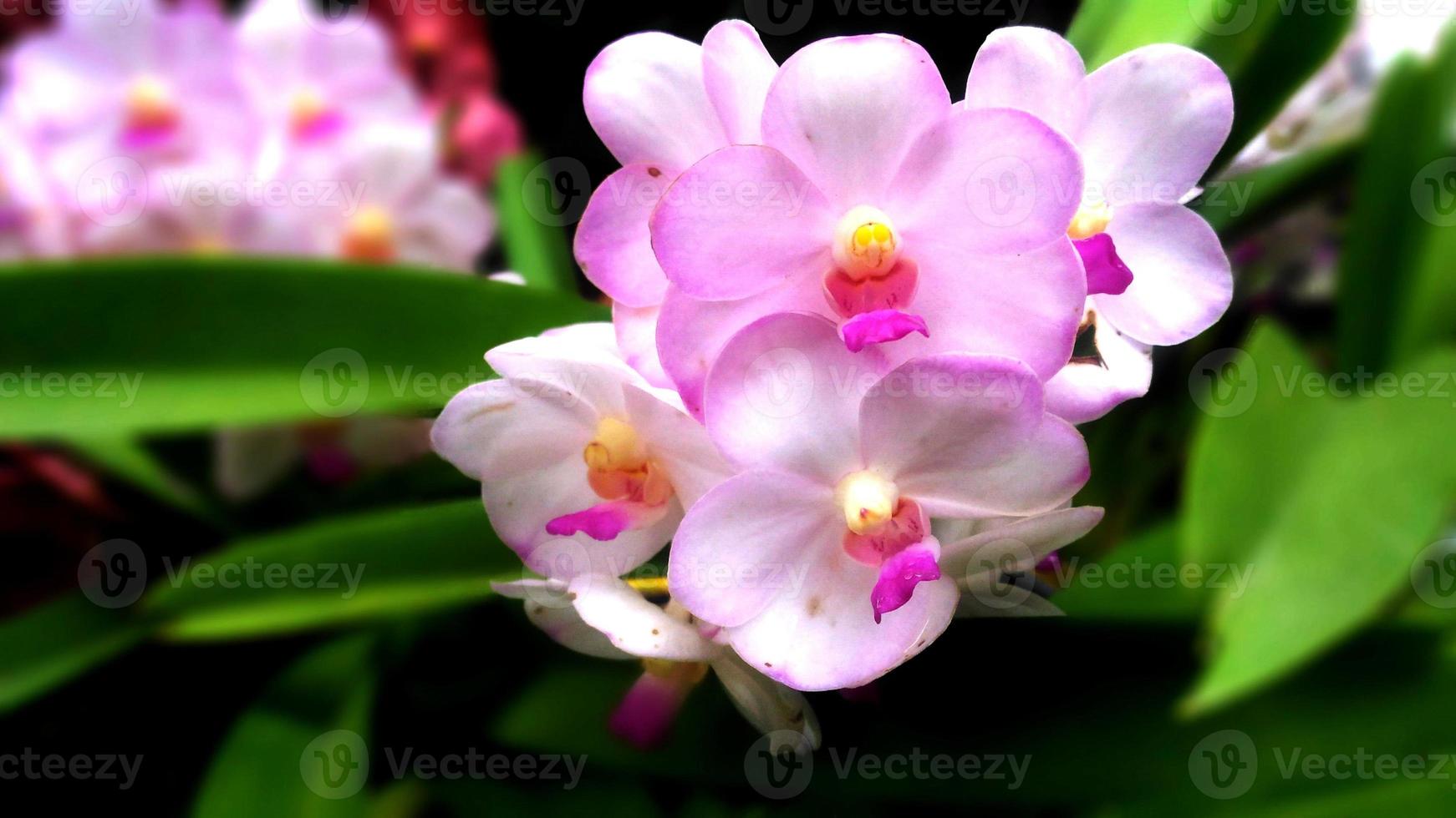 fechar-se e colheita lindo Rosa orquídea em embaçado sair fundo. foto