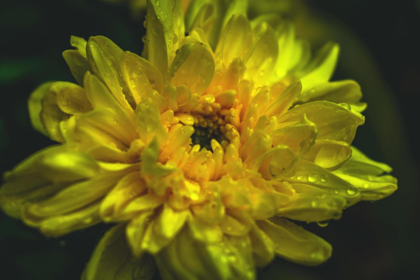 uma amarelo crisântemo flor às jardim foto