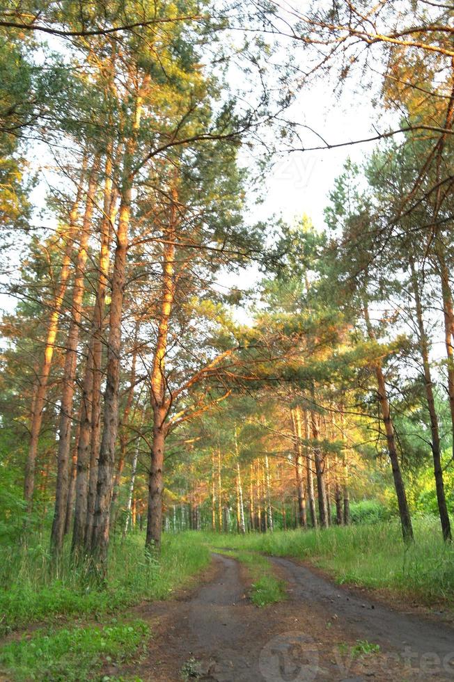 tarde Sol dentro a pinho floresta, lindo panorama foto