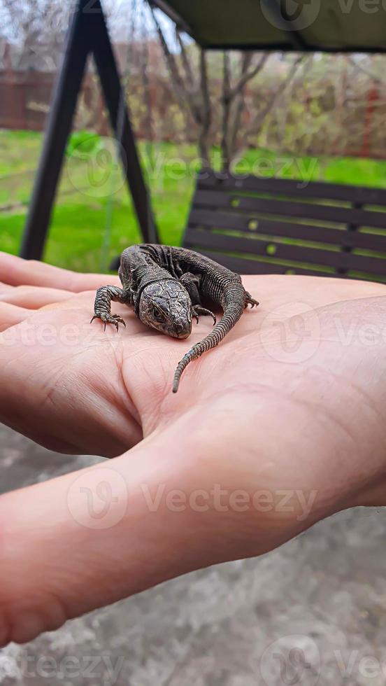 lagarto em mão. natureza dentro a país. suculento grama. animal resgate conceito. foto