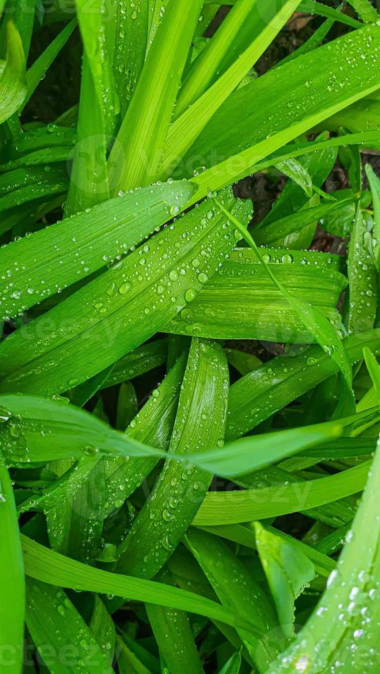 verde plantas dentro verão. flores dentro a jardim. fundo papel de parede. foto