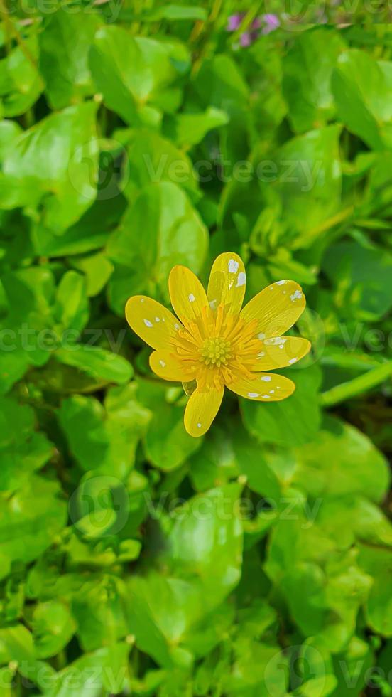 verde plantas dentro verão. flores dentro a jardim. fundo papel de parede. foto