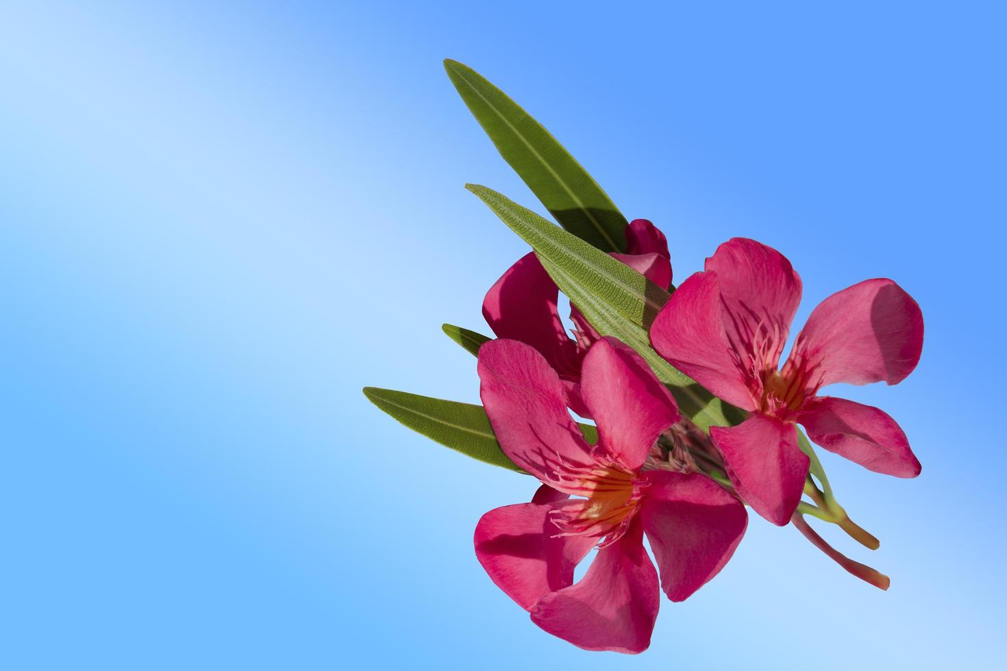 flor de loendro rosa isolada em um fundo azul foto