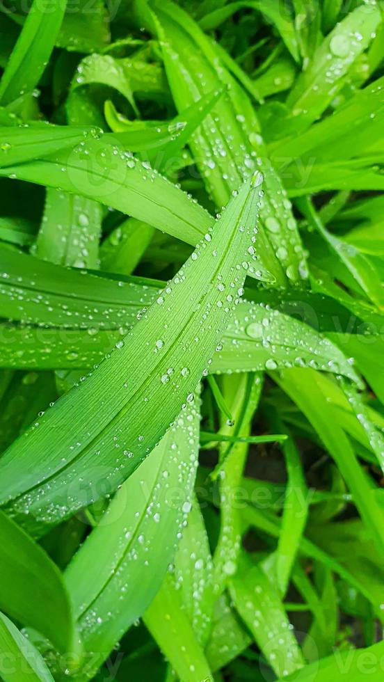 verde plantas dentro verão. flores dentro a jardim. fundo papel de parede. foto