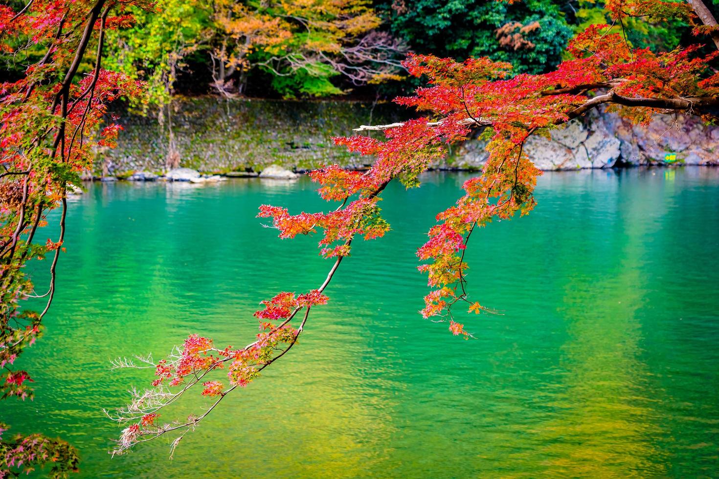 lindo rio arashiyama com árvore de bordo foto