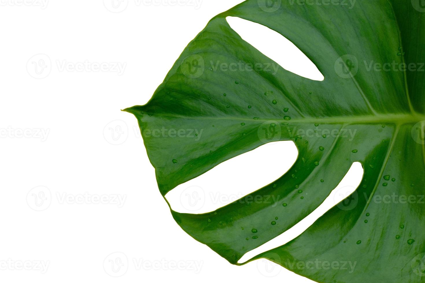 folha da planta monstera isolada no fundo branco foto
