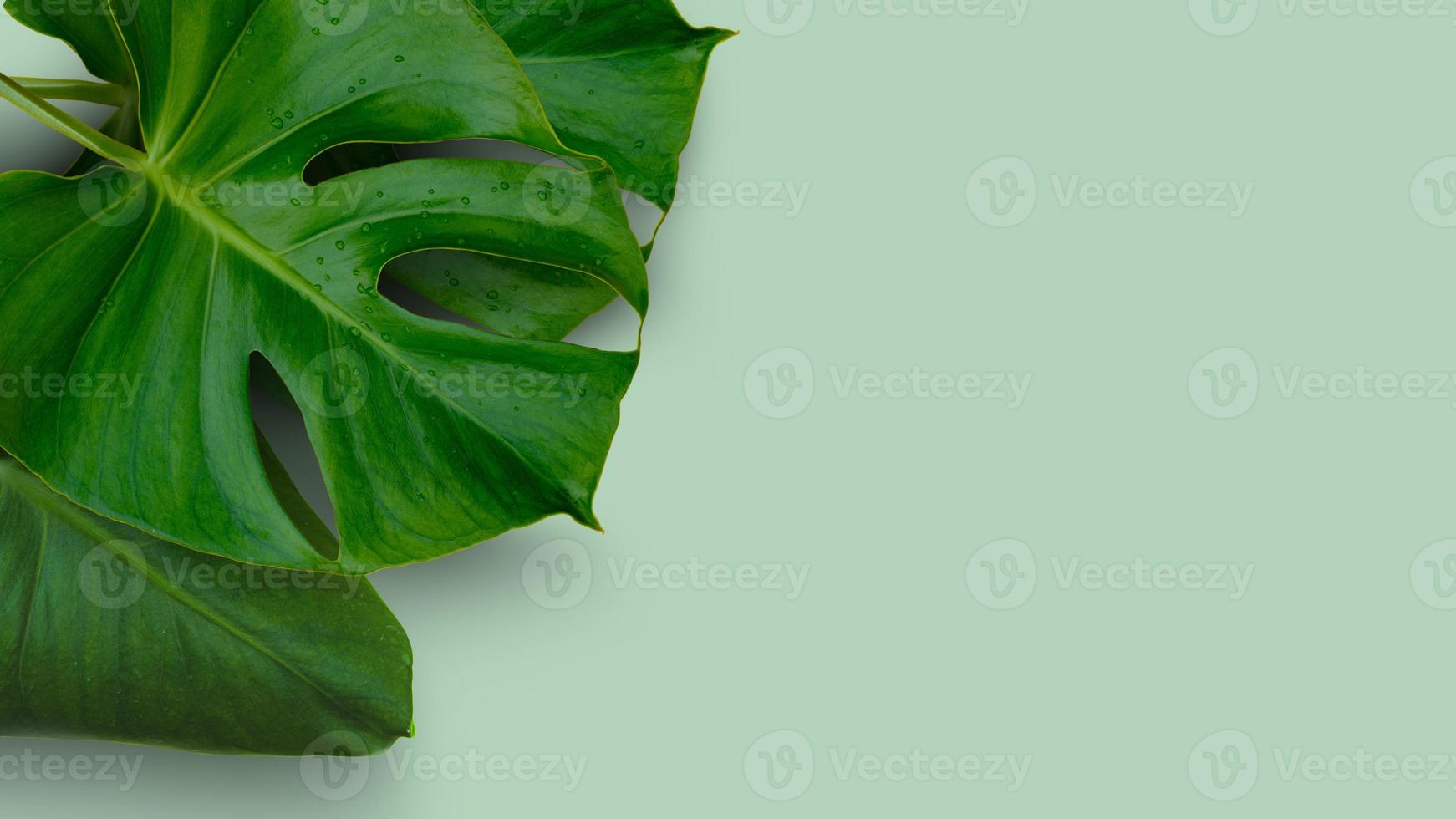 folhas verdes em um fundo verde foto