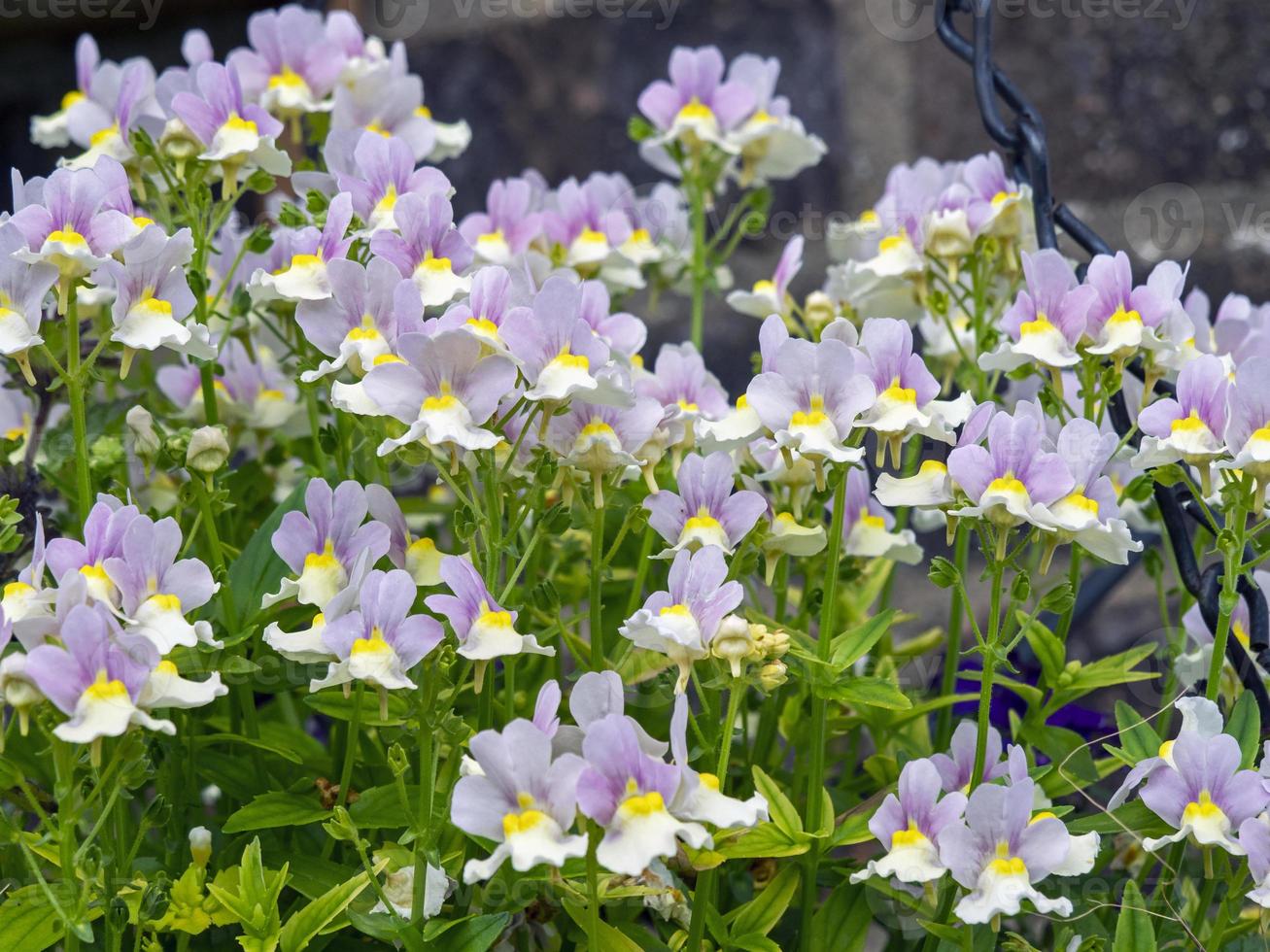 lindas flores nemesia, variedade de chapéu de páscoa foto