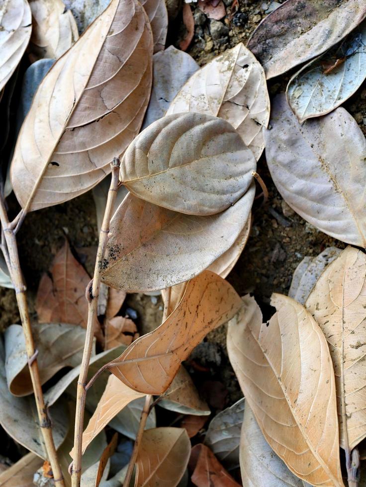 seco podre Jaca folhas dispersar do a terra foto