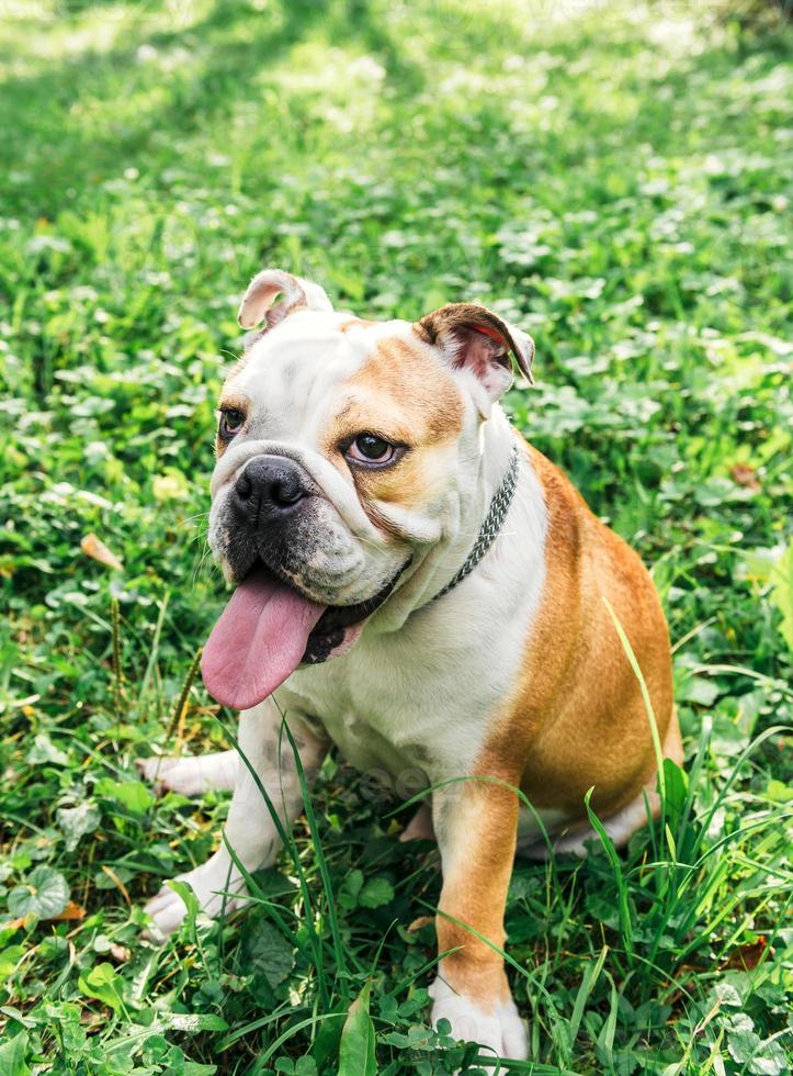 fêmea Inglês buldogue foto