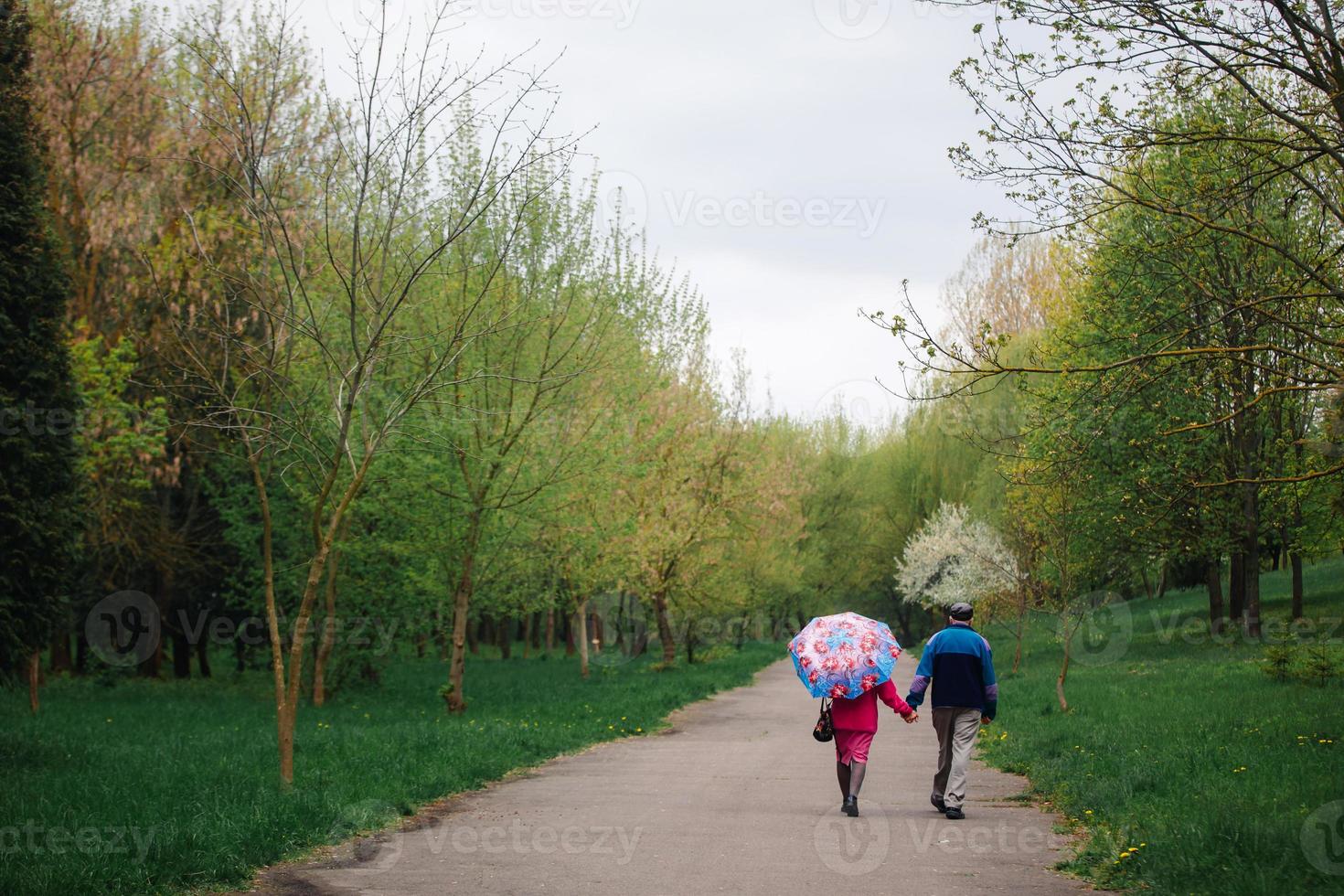 casal sênior caminhando no parque primavera. velho e mulher com guarda-chuva em um dia chuvoso ao ar livre. copie o espaço. foco seletivo. foto