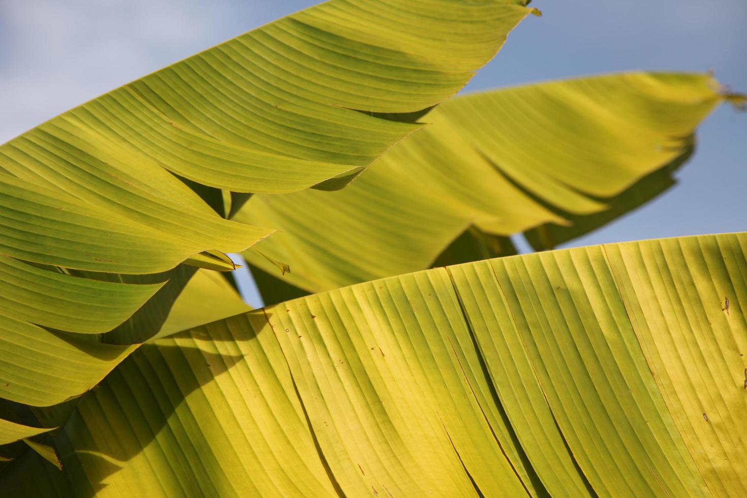 folha de bananeira, textura e fundo à luz do sol foto