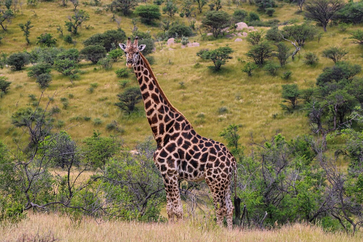 retrato de uma girafa foto