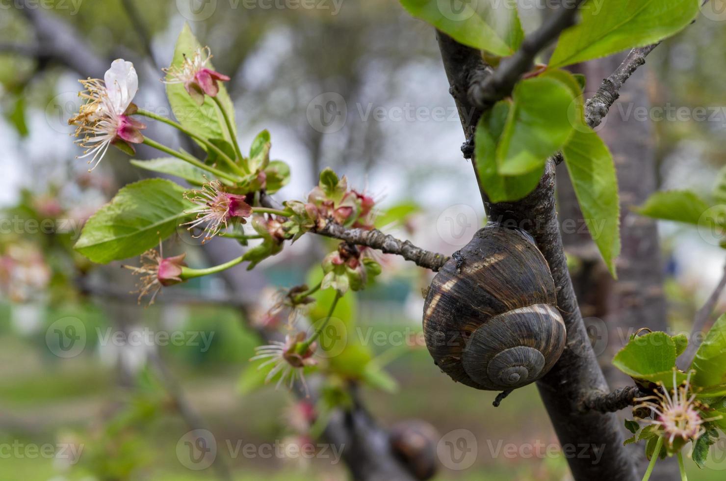 uma Caracol em uma cereja Flor árvore dentro Primavera. latim nome arianta arbustorum. foto