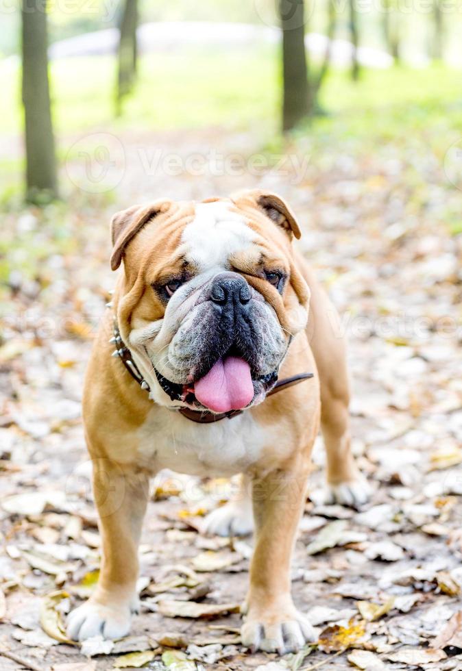 grande Inglês buldogue cachorro foto