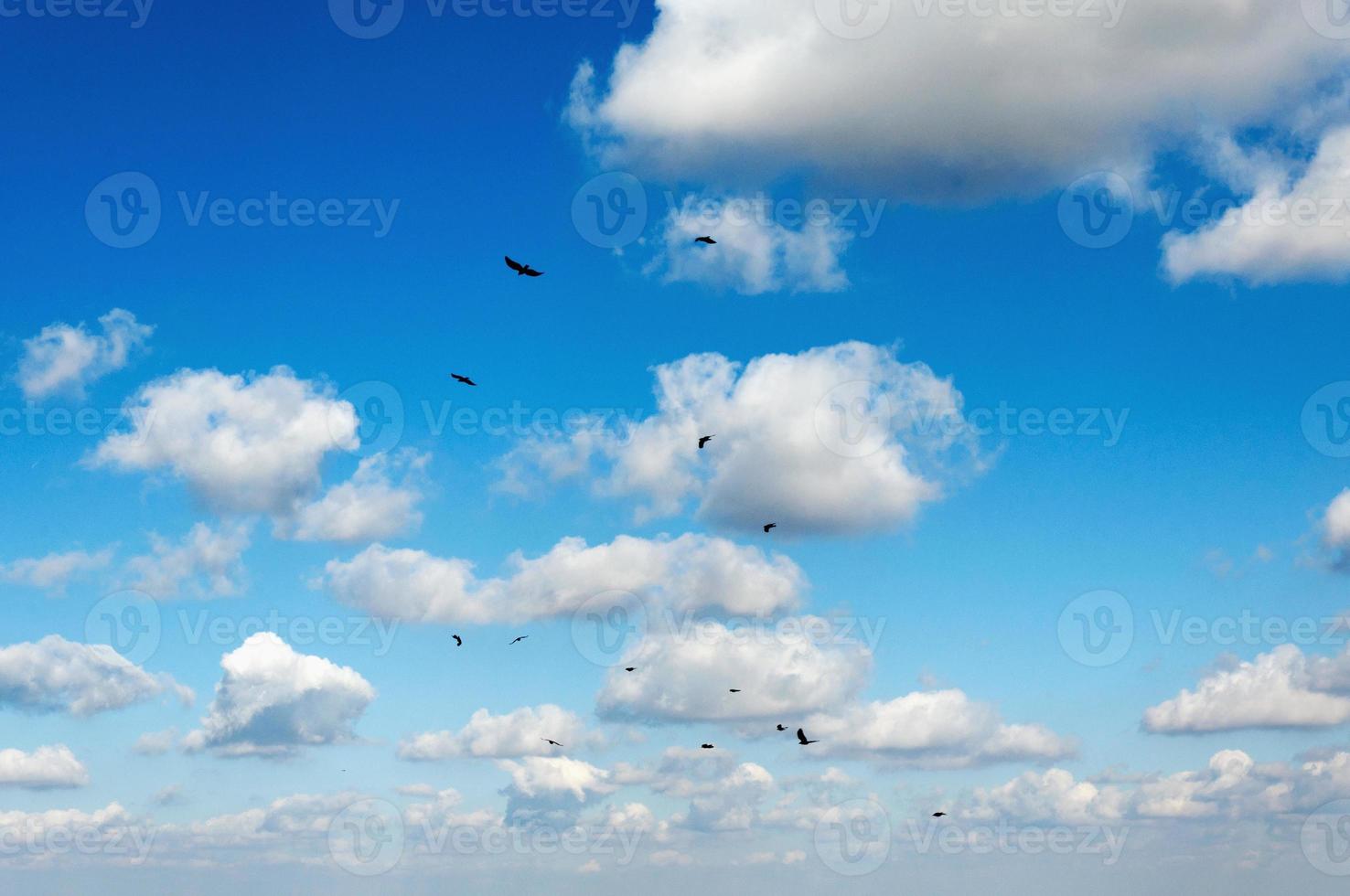 pássaros e nuvens foto