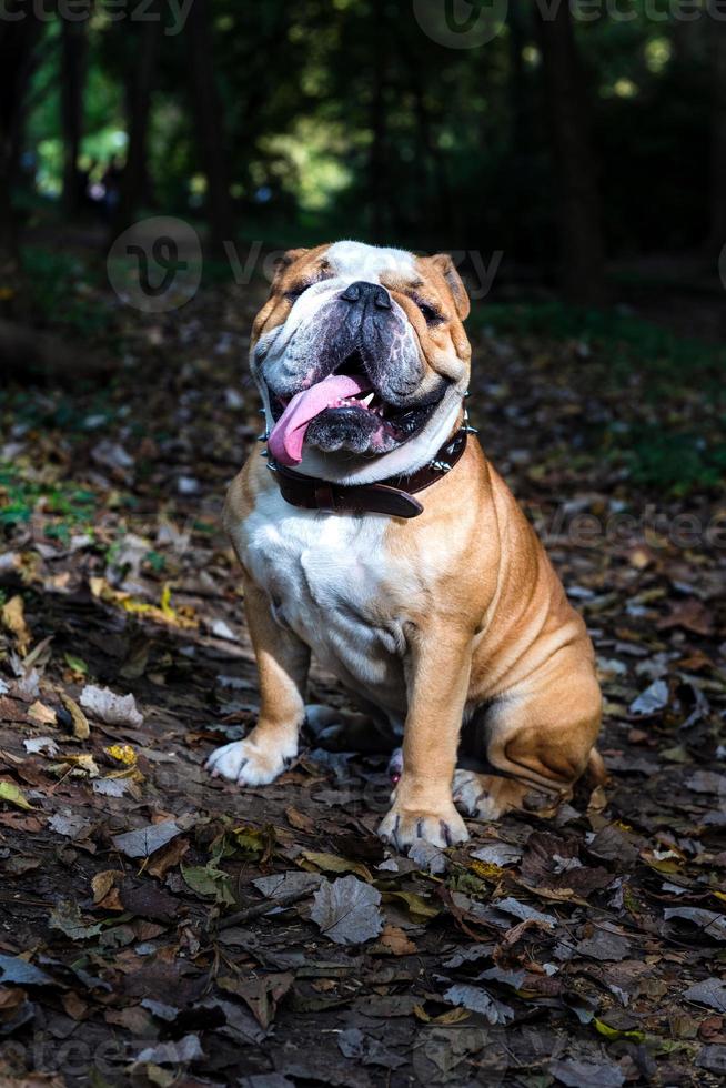 fofa Inglês buldogue foto