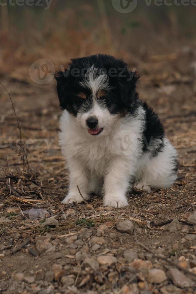 pequeno cachorro desfrutando a natureza foto