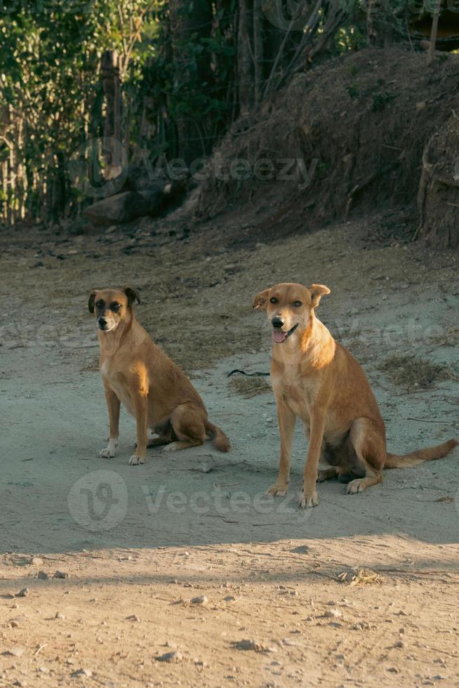 dois cachorros sentado dentro uma floresta foto