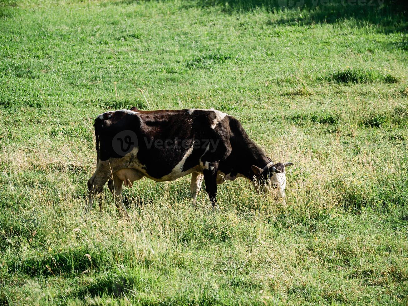 Preto e branco gado vaca pastar em terras agrícolas - laticínios gado conceito foto