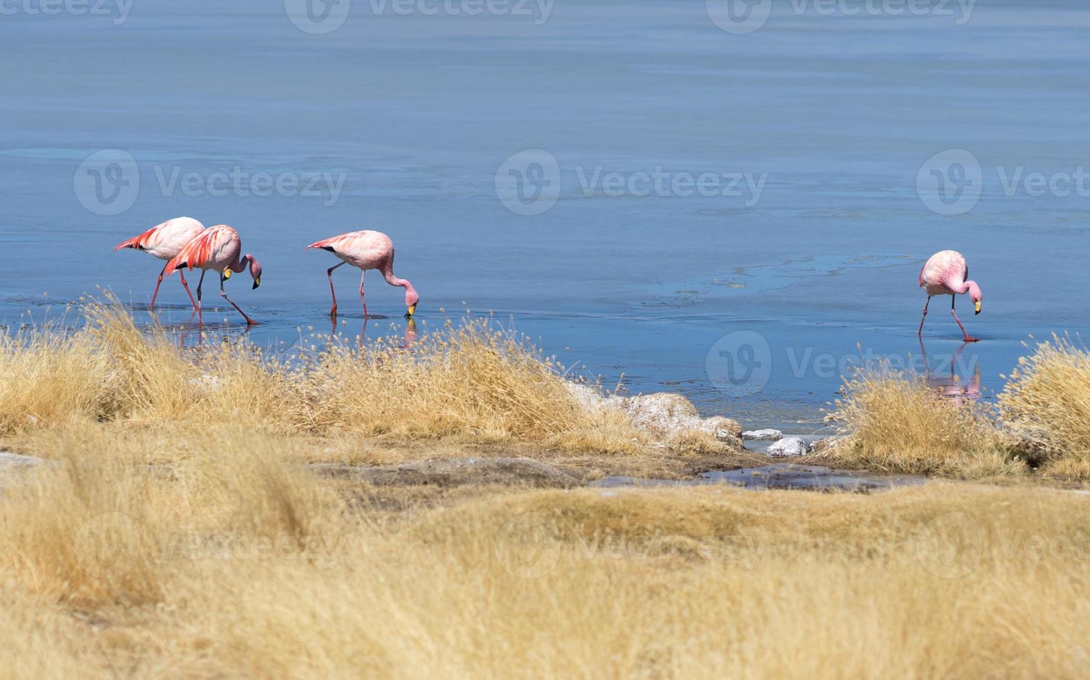 flamingos na Bolívia em uma lagoa salgada foto