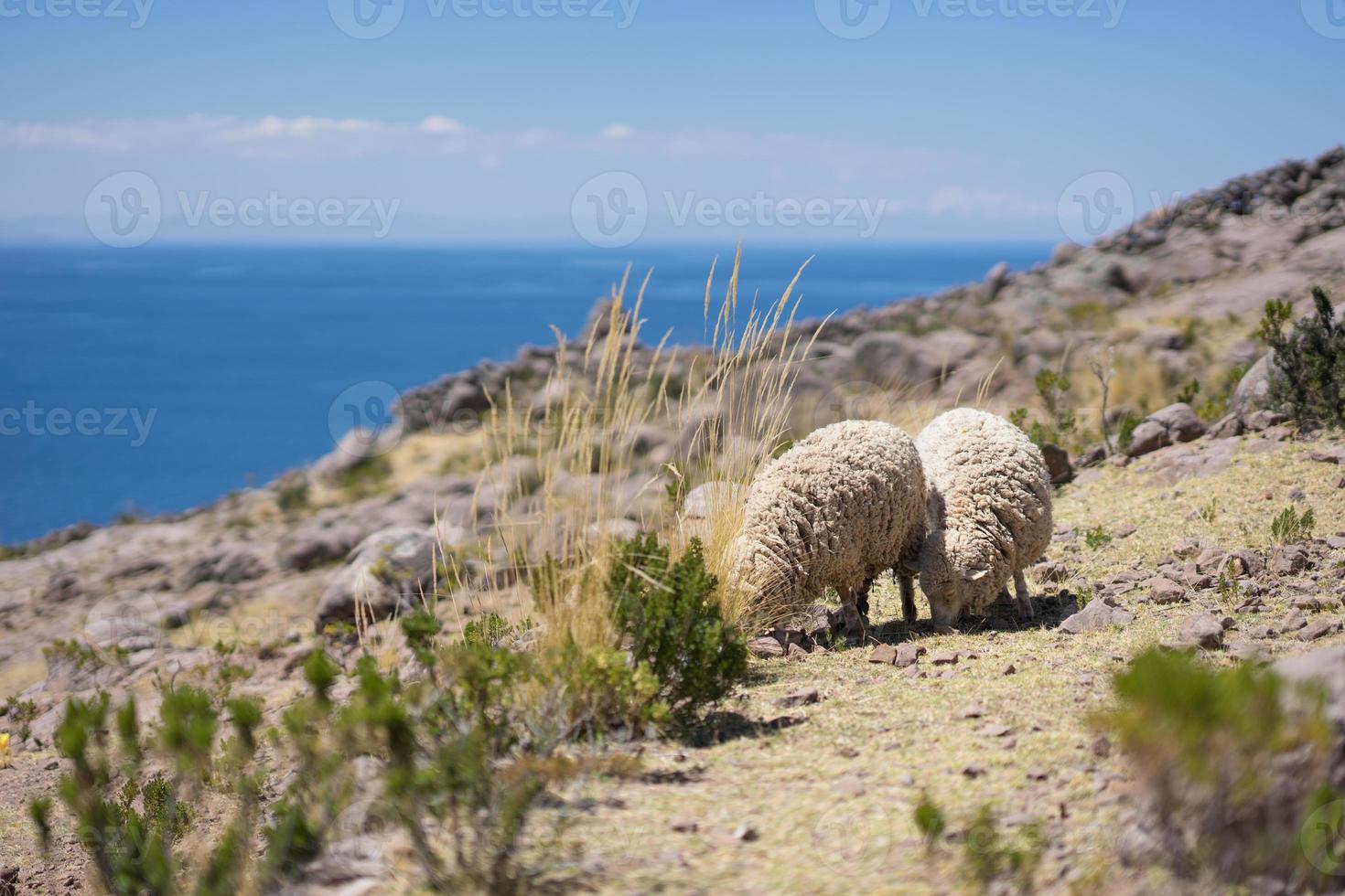 ovelhas acima da paisagem de titicaca taquile no peru foto