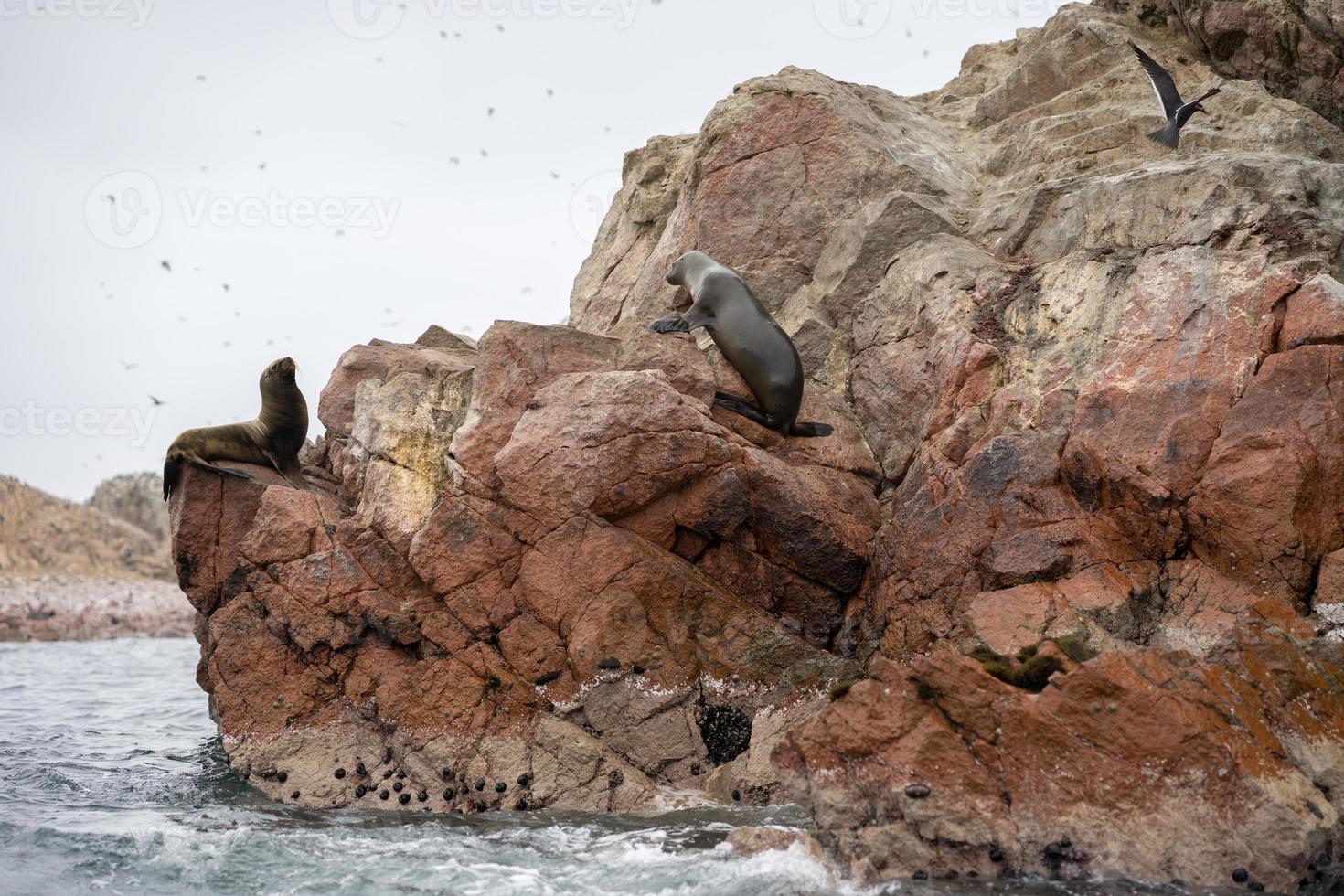 leões marinhos nas falésias da ilha Ballestas foto