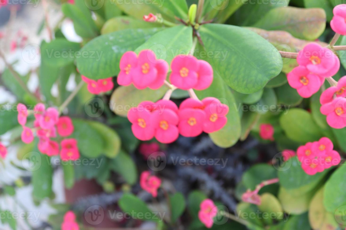 eufórbio mililitros interior planta, um lindo Rosa flor ,paisagem plantas foto