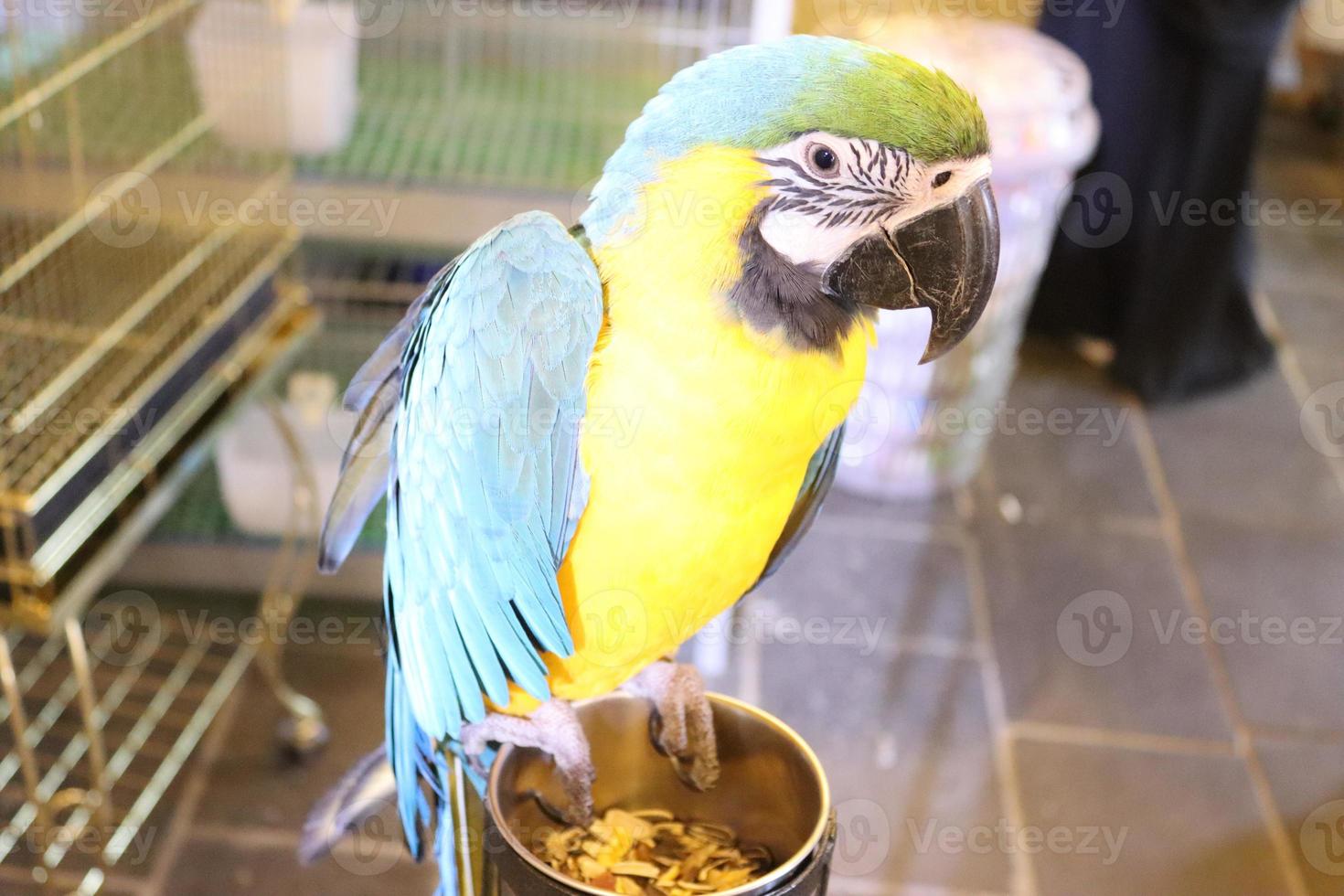 azul e amarelo arara, colorida arara papagaios sentado em pote, arara papagaio para venda dentro mercado foto