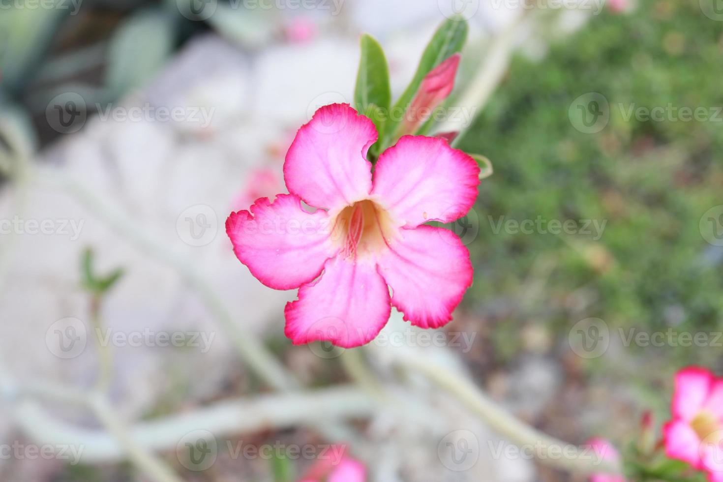 adenium obesum interior planta, um lindo Rosa flor ,paisagem plantas foto
