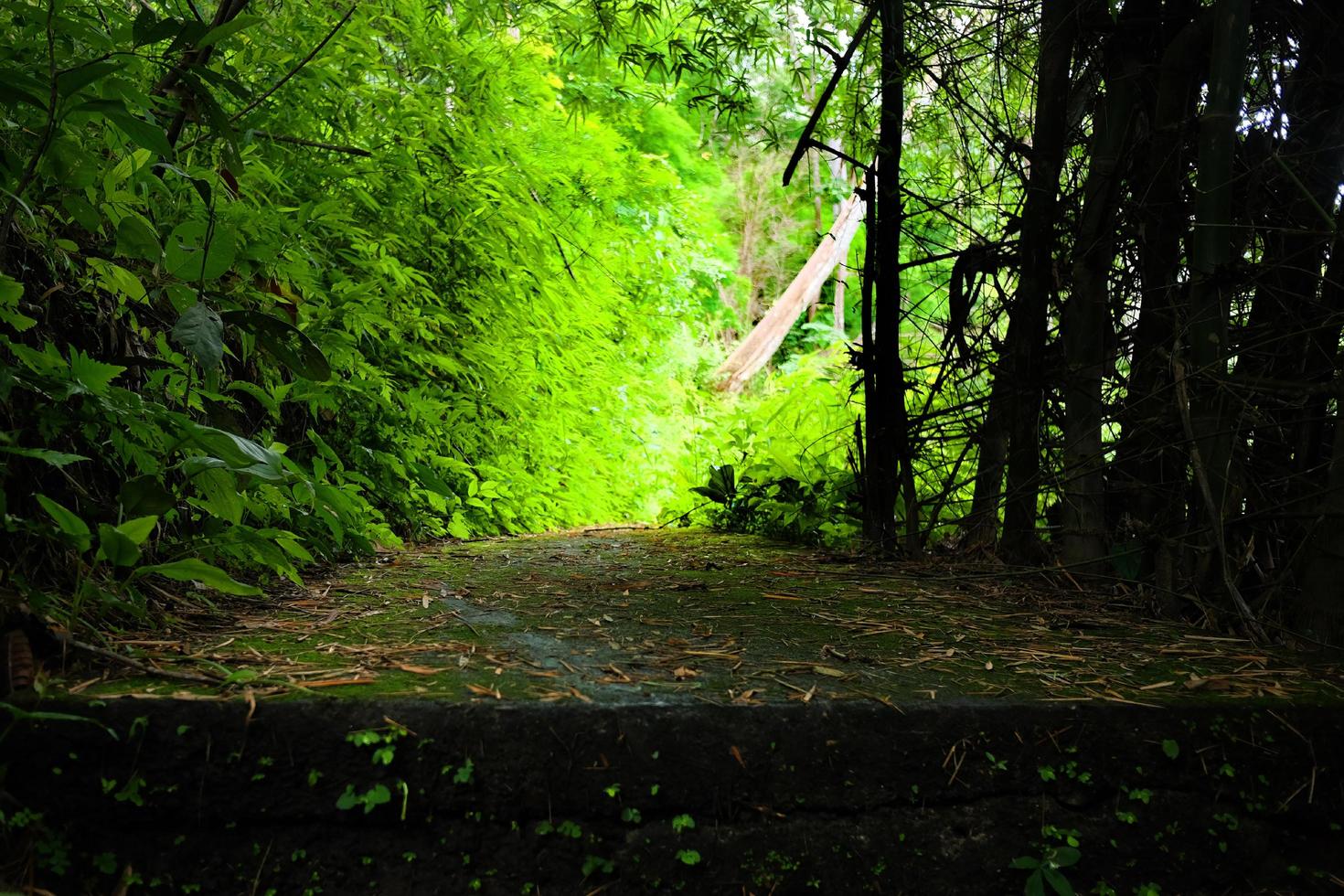 tropical vegetação selva com verde musgo e cogumelos cobrir e crescendo em cimento trilha dentro floresta tropical às Tailândia foto