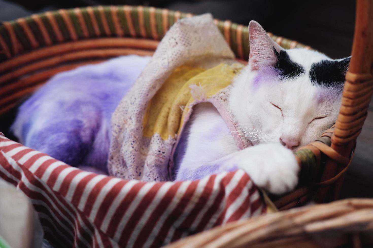 fofa tailandês branco gato dormindo dentro de madeira cesta e Aplique roxa para tratar gatos pele doenças. foto