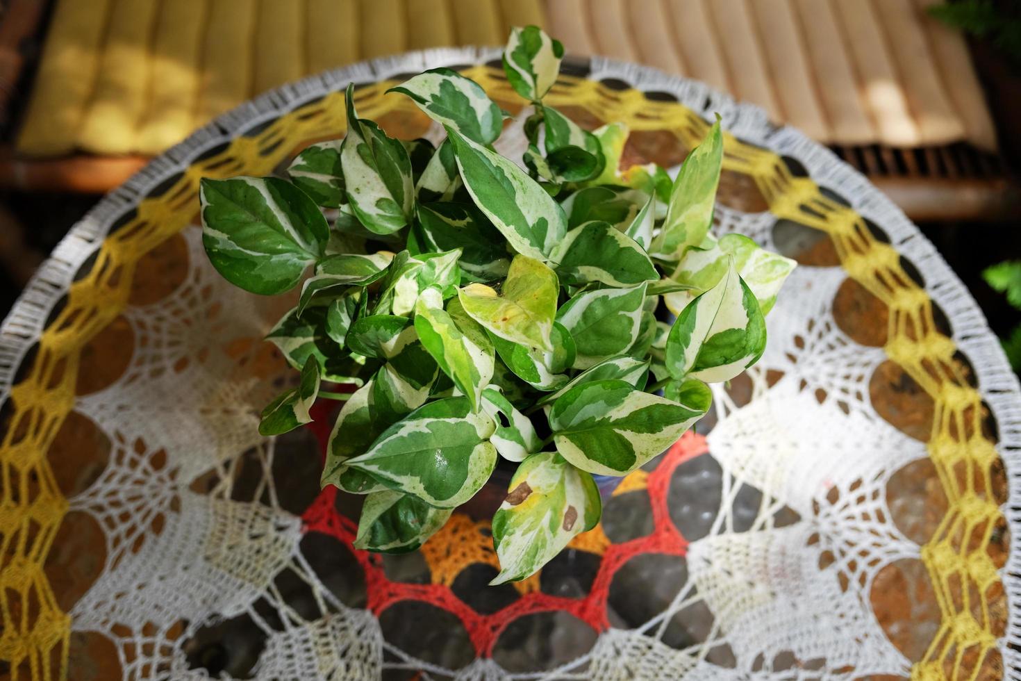 florescendo epipremnum aureum plantas dentro vaso decoração em vidro mesa com natural luz solar foto