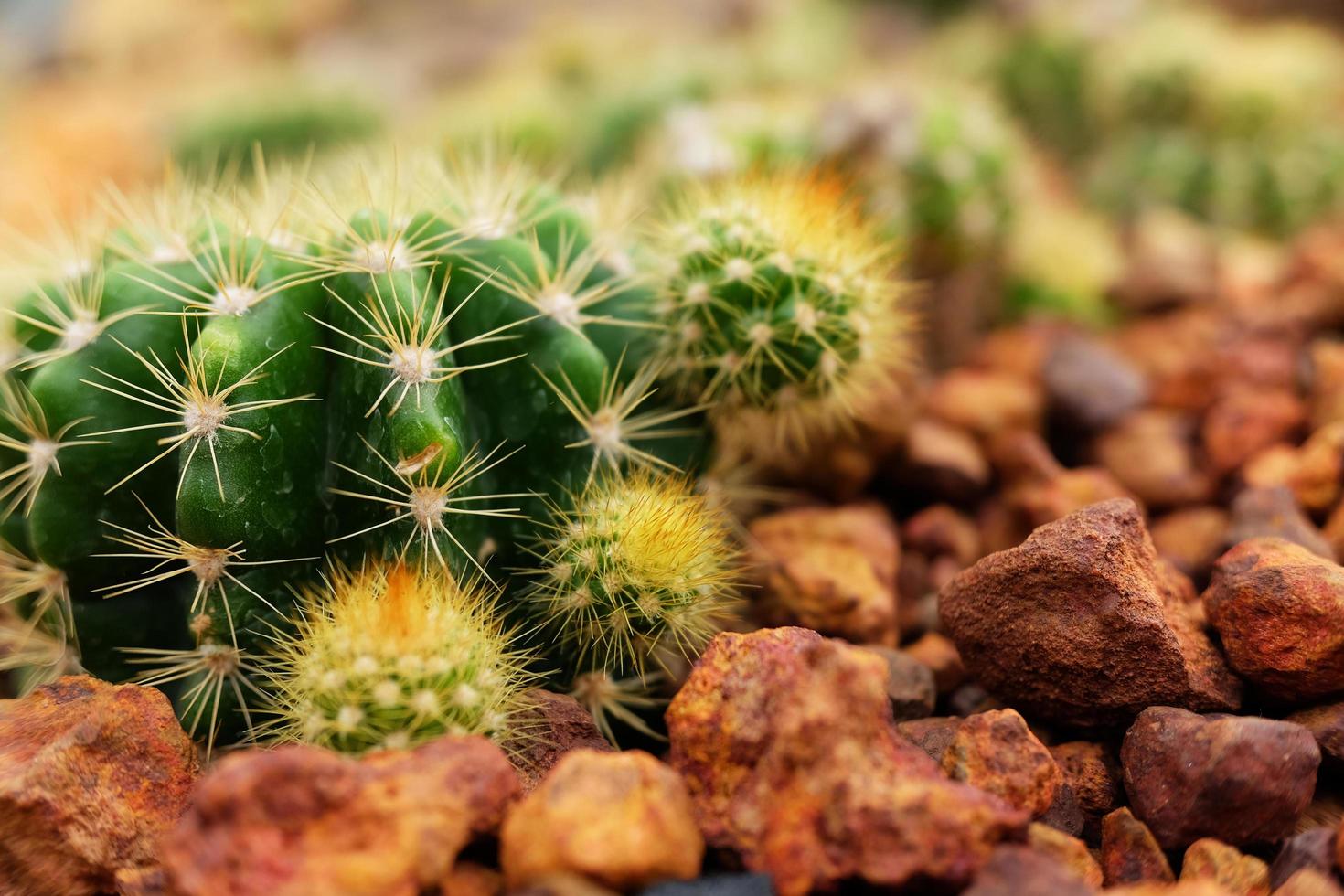 equinopse calochlora k. idiota verde cacto dentro deserto plantas jardim foto