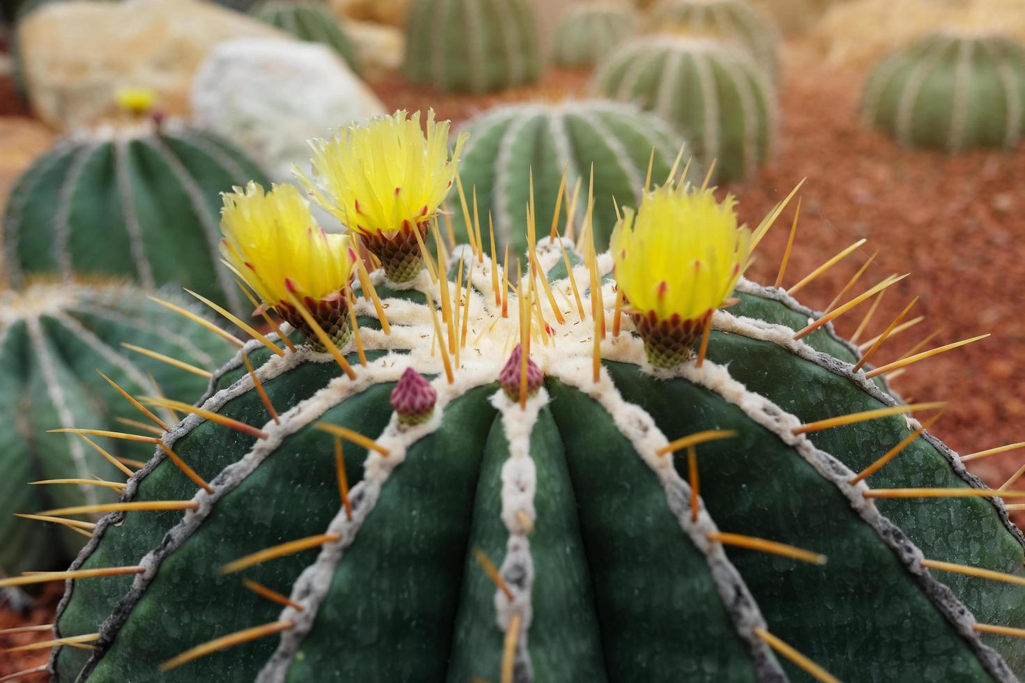 florescendo amarelo flores cacto plantas dentro deserto parque e suculento jardim. gymnocalycium mihanovichii em Castanho pedra-pomes pedra foto