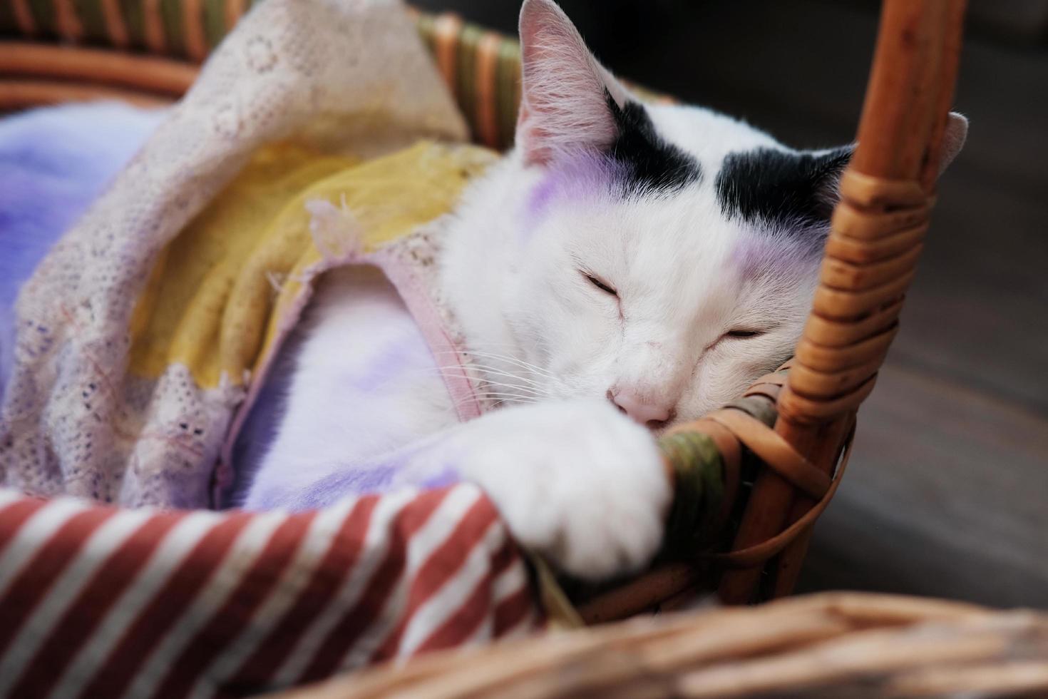 fofa tailandês branco gato dormindo dentro de madeira cesta e Aplique roxa para tratar gatos pele doenças. foto