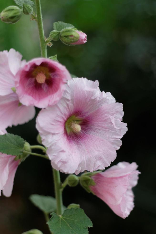 flores rosa malva-rosa 2305069 Foto de stock no Vecteezy